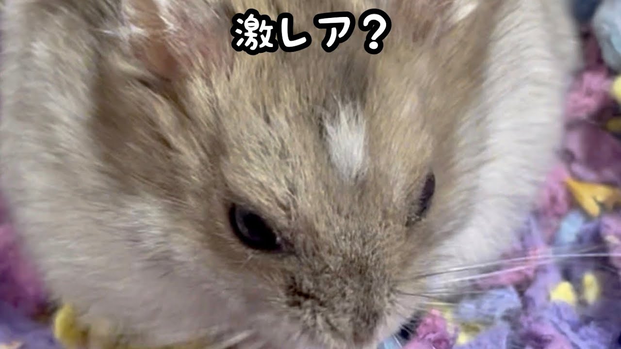 未だかつて他で出会ったことがないほどの存在 - YouTube