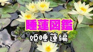 睡蓮図鑑④】バケツでも育てられる！ベランダ、小スペース、初心者に