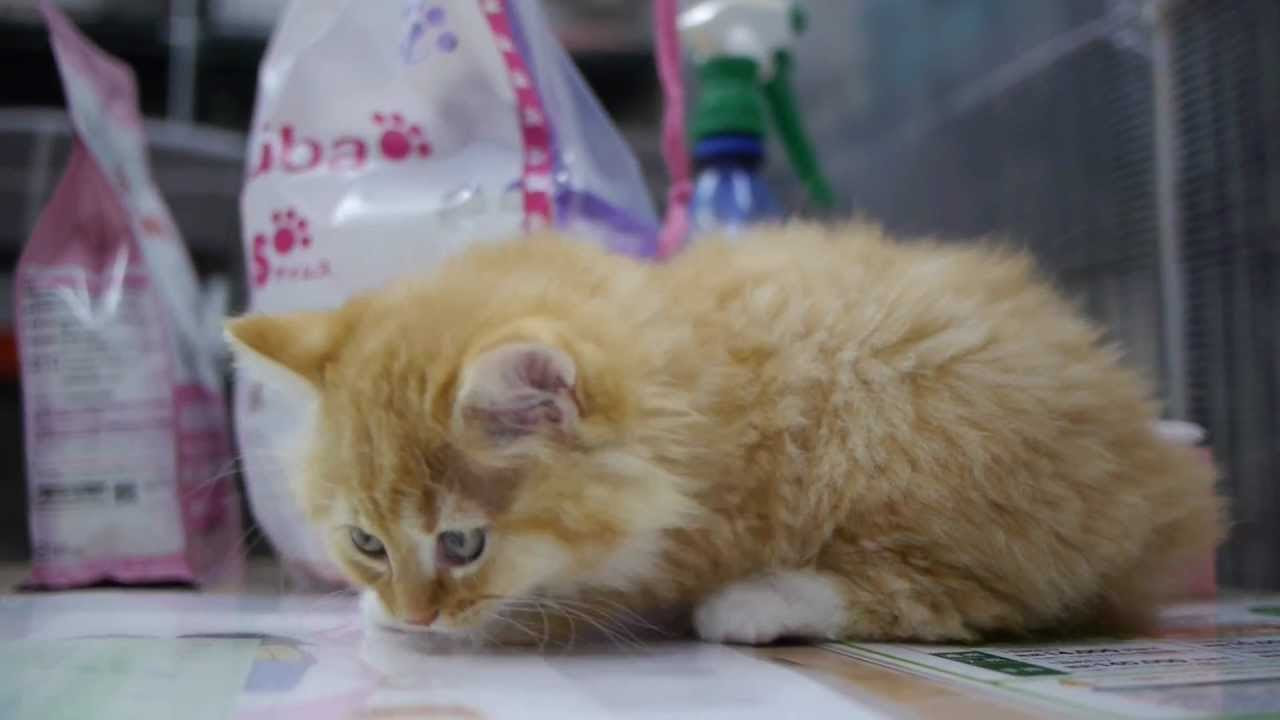 足長マンチカンの子猫 - YouTube