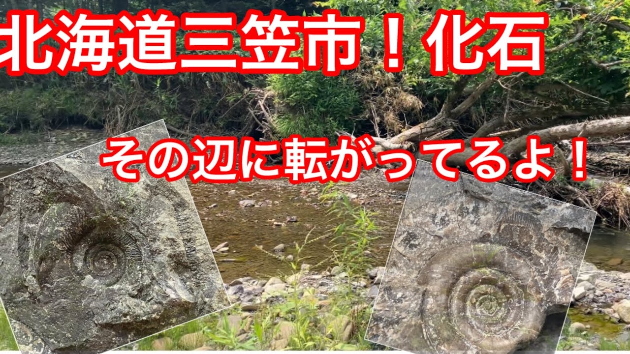 歩いてるだけで見つかるアンモナイト❗️北海道の三笠の川✨カリスマ