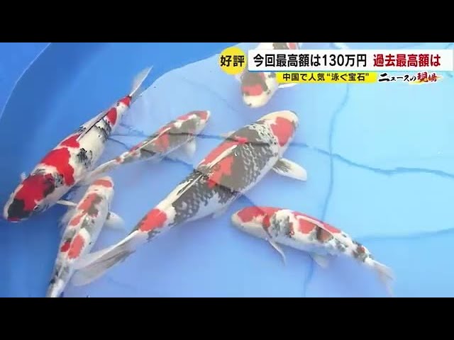 泳ぐ宝石」ニシキゴイ 円安が“後押し”し高値に 世界のバイヤー集う