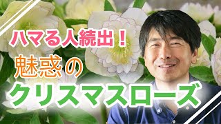 Enchanting Christmas rose - YouTube