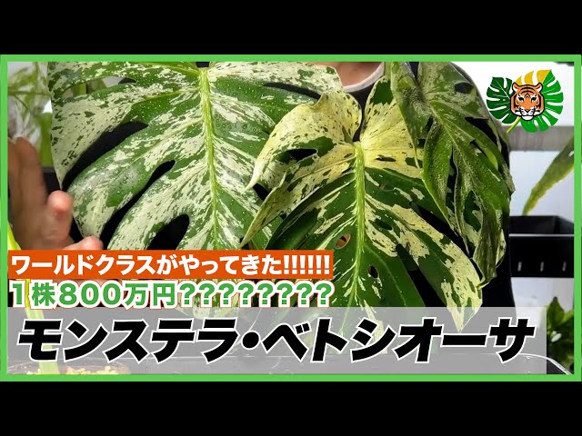 モンステラ】1株800万円???世界で大注目、超絶希少な'ベトシオーサ