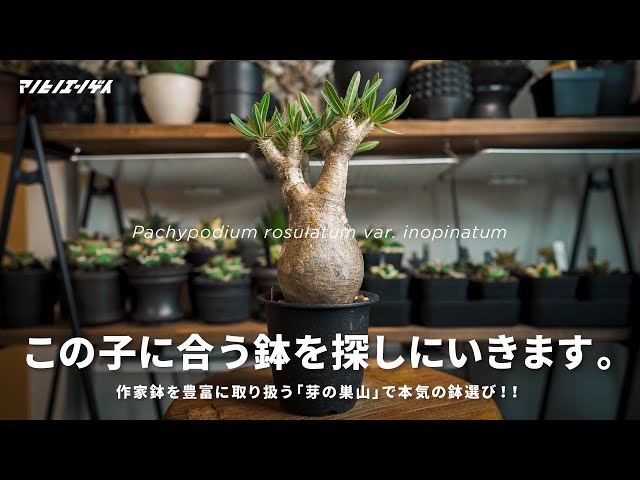 Choose your pot carefully at 