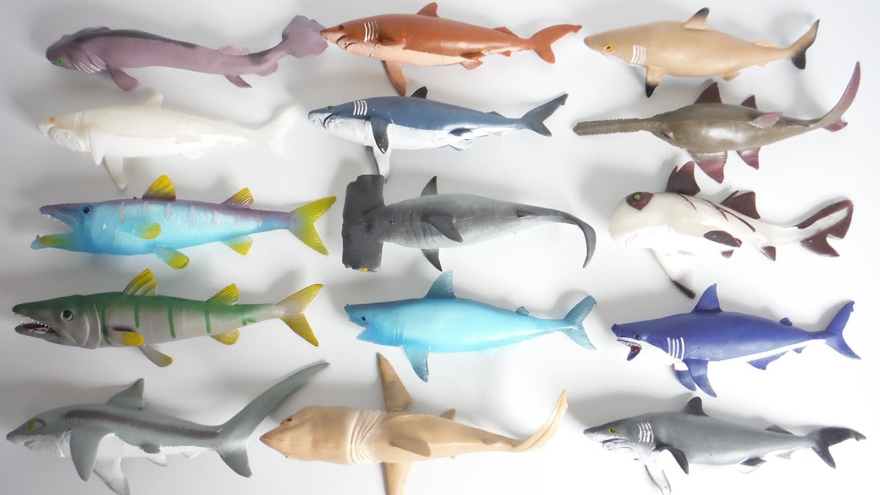 SHARK & Co. Complete set 