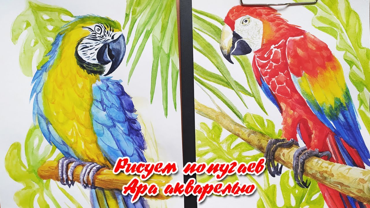 ロシア コンゴウインコオウム赤オウム水彩画アート絵画動物鳥