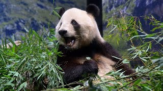 2026.01.02 今日のパンダ（4043日目）[8K] - YouTube