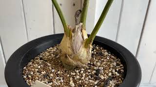 エンセファラルトス ホリダス ドワーフ | hanayoshi-botanical