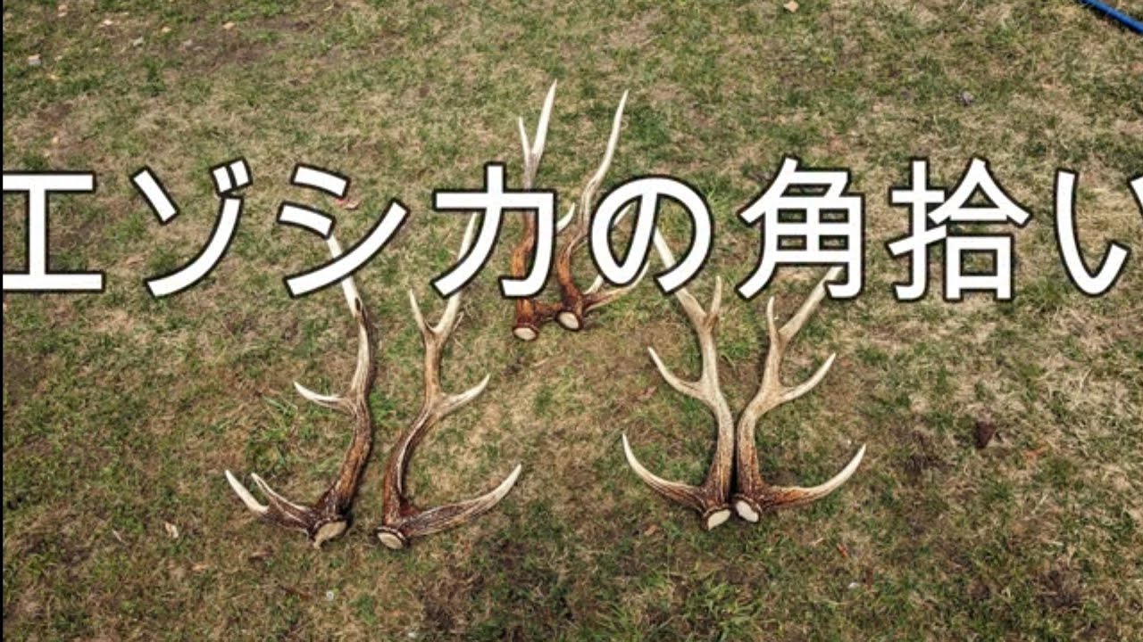 エゾシカのつの拾い Harvesting antlers of Yezo deer - YouTube