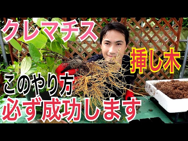 クレマチス 挿し穂 6本セットネコポス便発送 クレマチス 挿し穂 6本セット