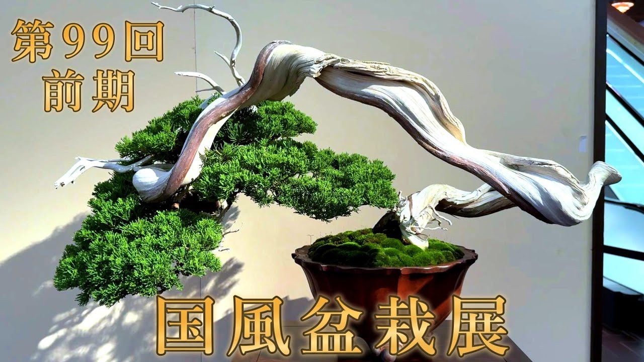 盆栽】第98回 国風盆栽展 前期【Bonsai】The 98th Kokufu Bonsai