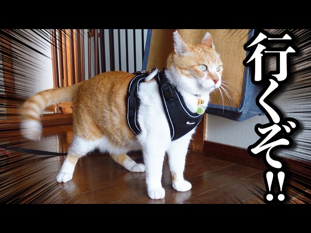 Following a Former Street Cat on a Walk - YouTube