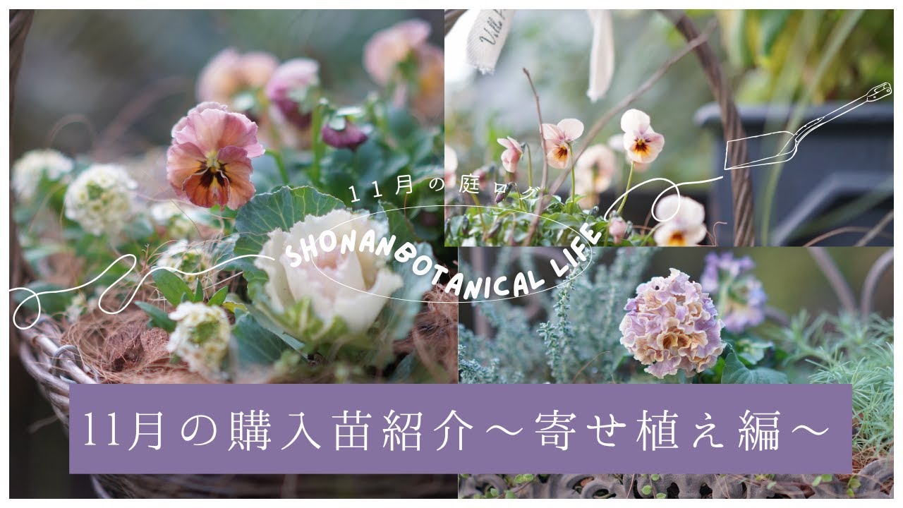 秋のガーデニング】11月の購入苗紹介〜寄せ植え編〜｜11月の庭ログ