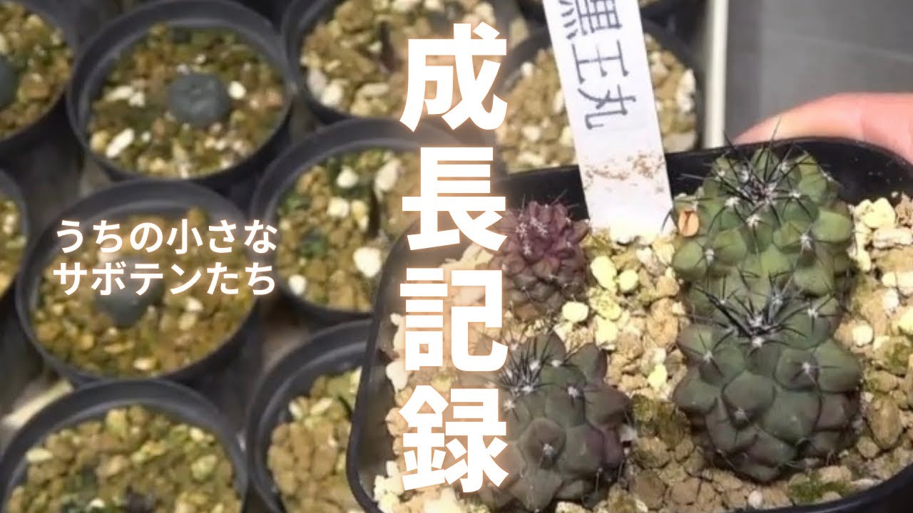 実生1〜3年】小さなサボテンたちの現在｜種から育てた成長記録🌵 - YouTube