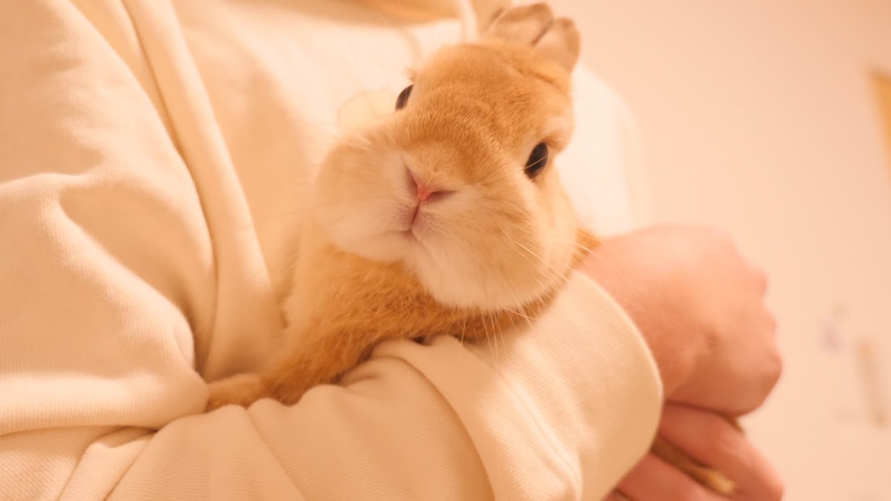 This is what happens when you hold and warn a rabbit that