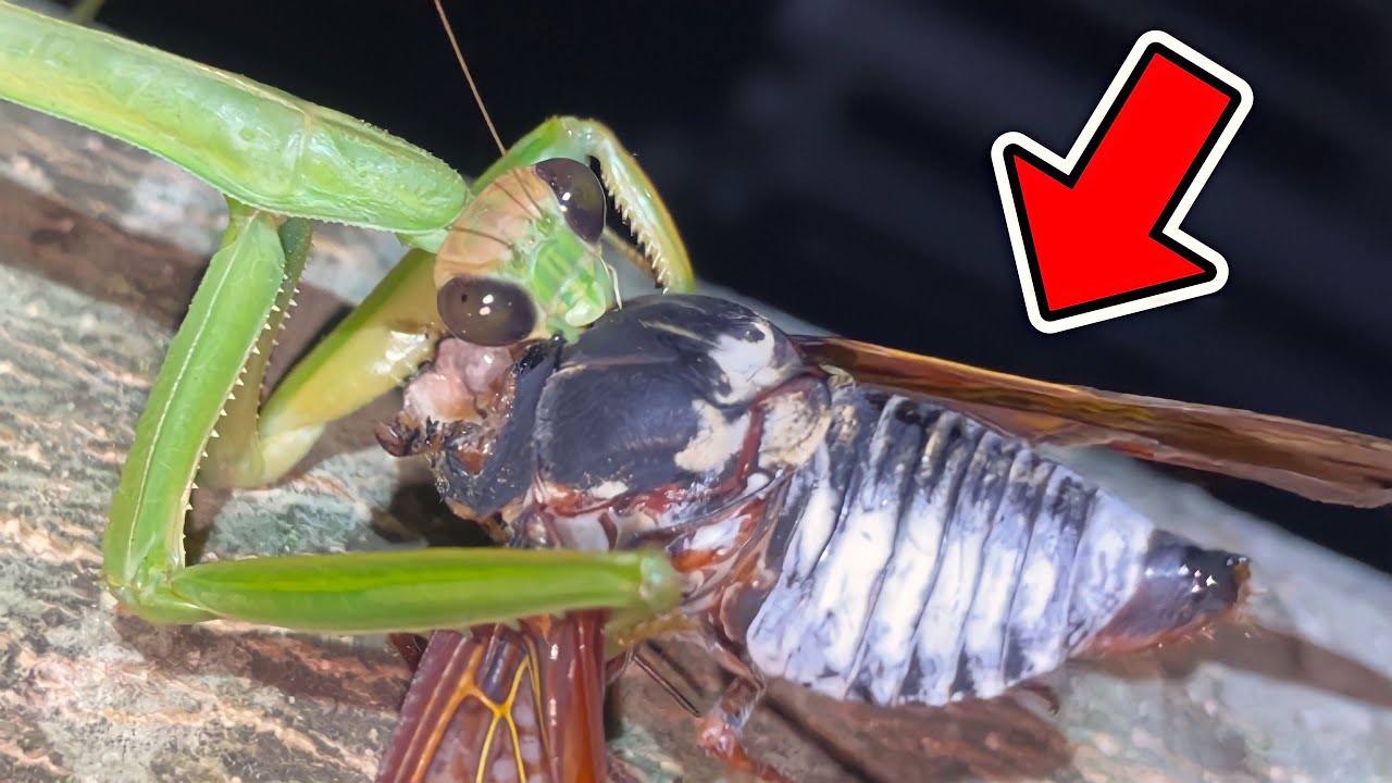 巨大カマキリがセミを捕らえてる【カマキリ採集】 - YouTube