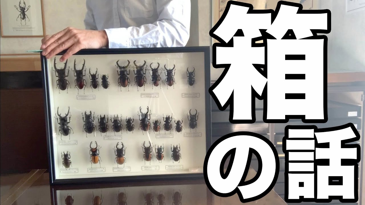 昆虫標本箱の話【クワガタムシ】Talk about Insect specimen boxes