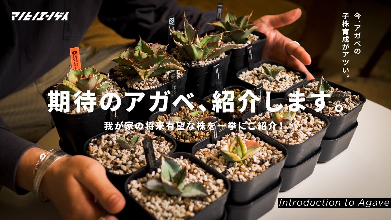 Introducing promising agave! Growing offspring is hot right now