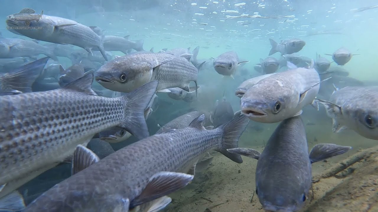 スケートボード jeremy fish hidden champion barry mcgee jeremy fish