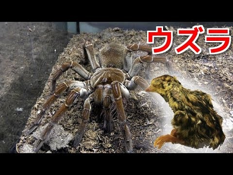The result of giving quail to the Goliath Birdeater ! - YouTube