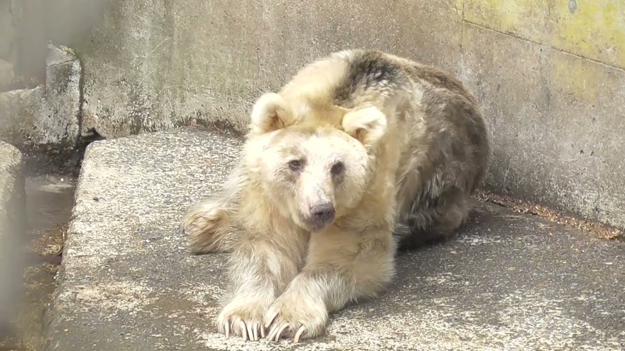 芦野公園 熊2頭 ヒグマのモクちゃん ヨンちゃん【青森県・五所川原市