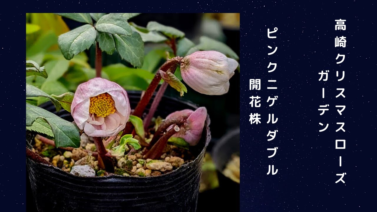 高崎クリスマスローズガーデン/ピンクニゲルダブルH.niger pink(d d