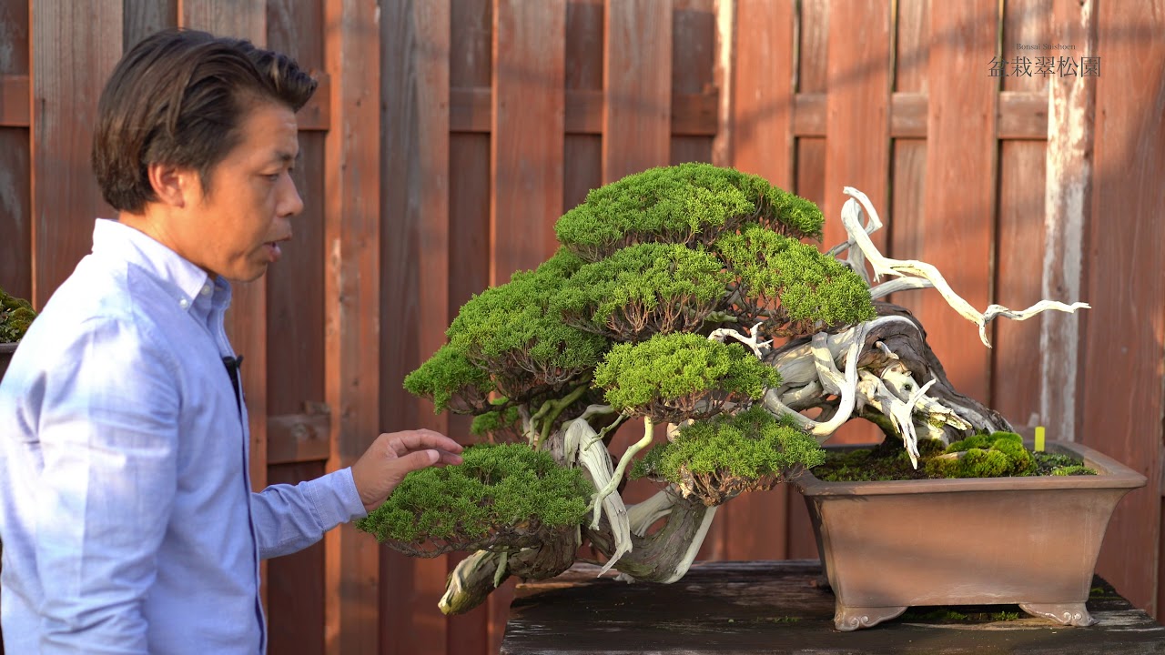 名木紹介・真柏盆栽 盆栽翠松園 - YouTube