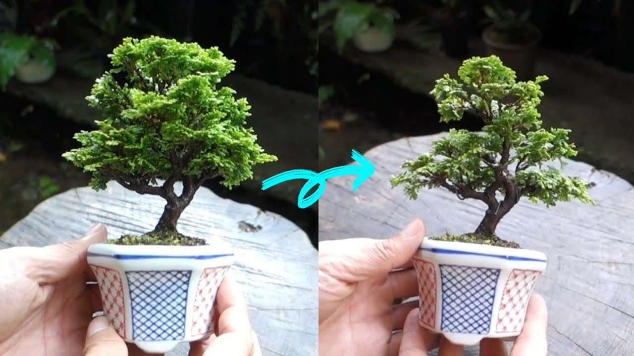 Bonsai diary】 小品盆栽 津山桧の手入れ ♯353 - YouTube