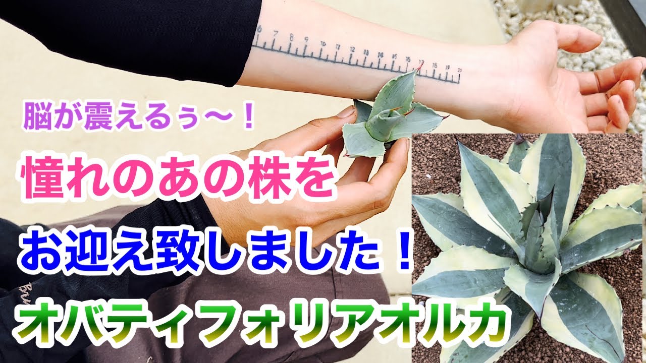 アガべ】オバティフォリアオルカ購入と秘密基地潜入！！ - YouTube