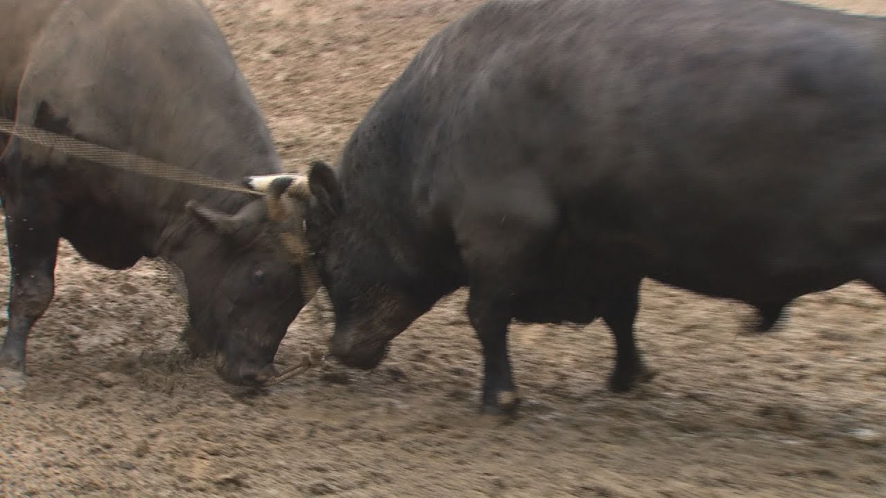迫力のぶつかり合い】1000年の歴史誇る山古志「牛の角突き」が開幕