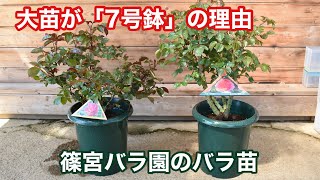 Q.なぜ篠宮バラ園の2年生苗は、6号鉢ではなく7号鉢？ | | 篠宮バラ園