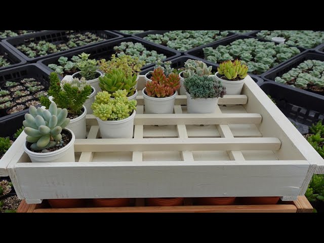 62【100均よりお得？多肉トレーDIY】少ない道具ですぐできる。しかも