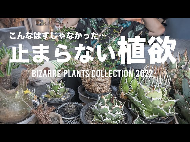 アガベ・グラキリス・パキプスほか】植欲が止まらない•••今年買った