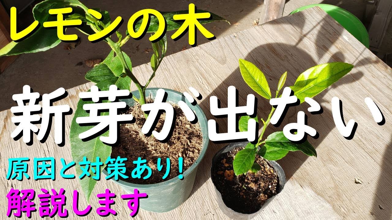 レモンの木の新芽が出ない理由と対策について解説します - YouTube