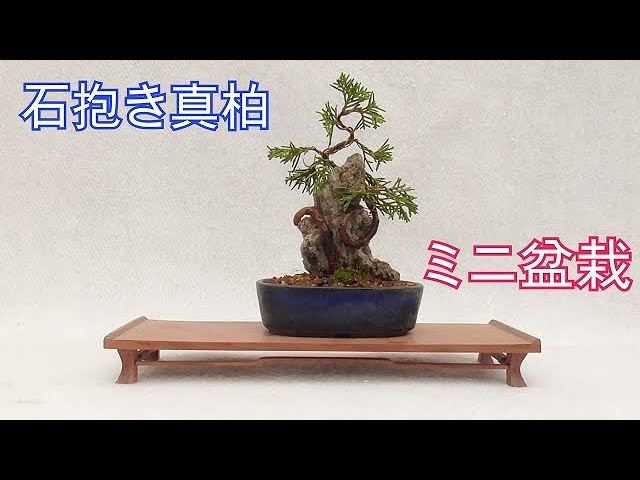 A miniature bonsai of a stone-holding cypress - YouTube