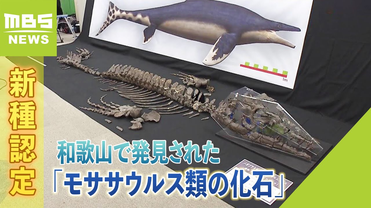 発見された「モササウルス類の化石」新種認定…博物館が『ワカヤマ