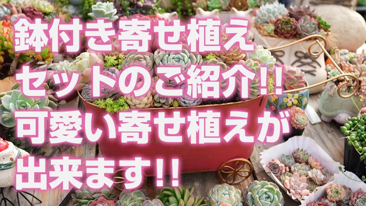 Succulent] Introducing a potted planting set! You can make a cute