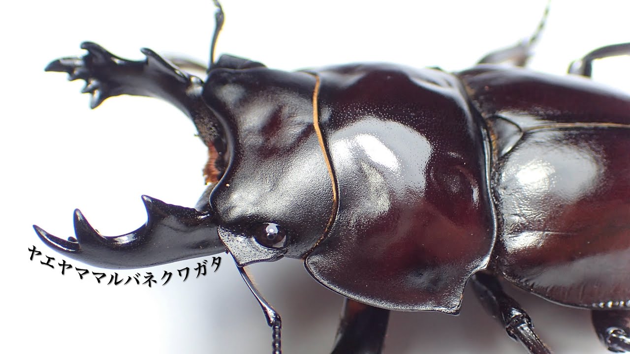 アマミマルバネクワガタ】奄美の森の黒い宝石「アマミマルバネクワガタ