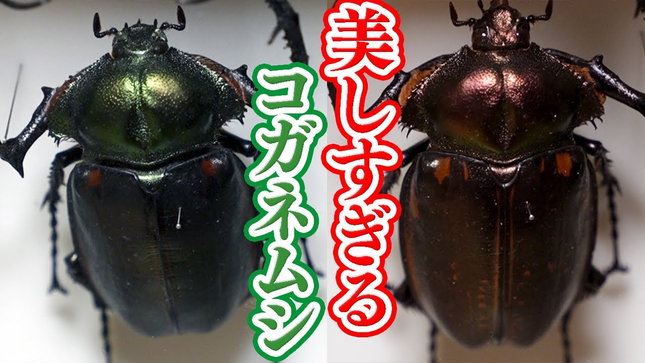キレイすぎ&デカすぎ!赤と緑のコガネムシ【ヤンソンテナガコガネ