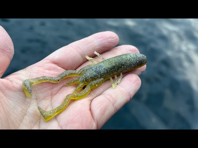 DRT ポリス MAGICTROUT DCシュリンプ DRT ポリス MAGICTROUT DC