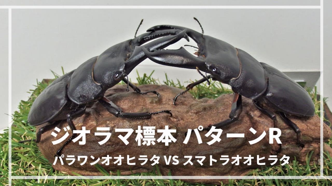 パターンR＋造形流木L03 戦いの場面をジオラマ標本の紹介（R01