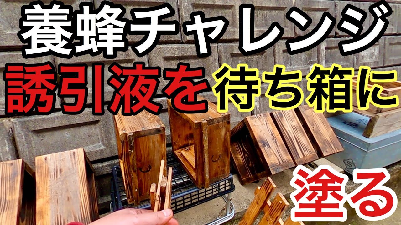 誘引液を待ち箱に塗る(日本ミツバチ養蜂チャレンジ） - YouTube