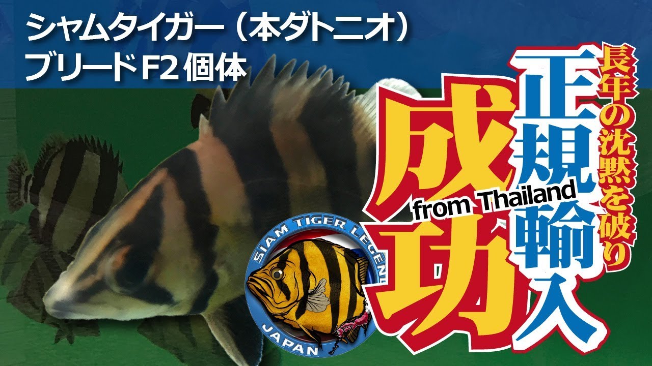 シャムタイガー（本ダトニオ）ブリードF2個体 正規輸入に成功