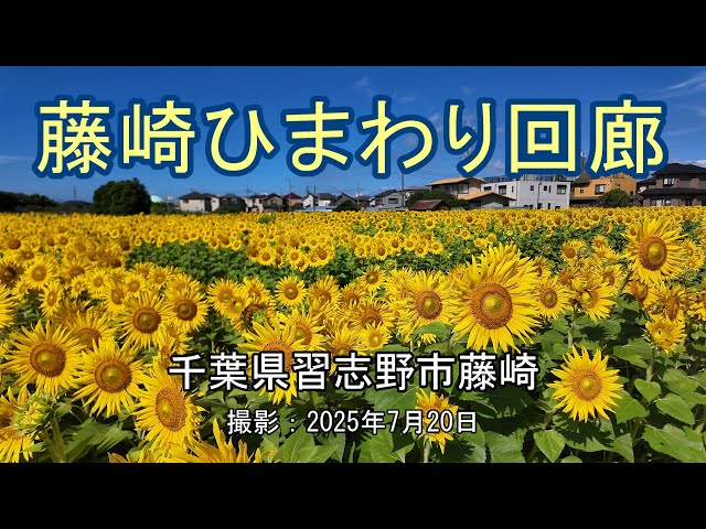 藤崎ひまわり回廊 [4K] Fujisaki Sunflower Corridor - YouTube