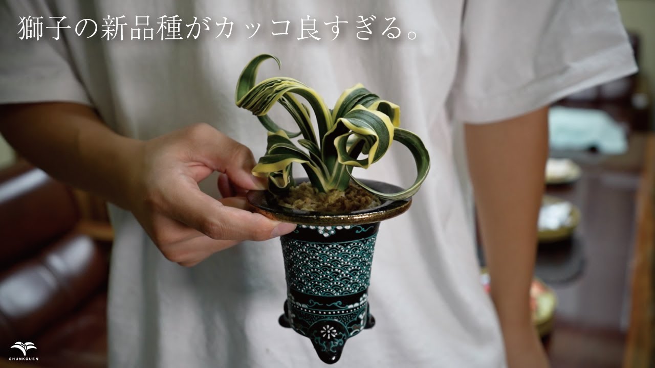 最高の獅子が生まれました。 #万年青 - YouTube