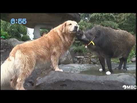 With Japanese subtitles] Best Friends: A Wild Boar and a Dog