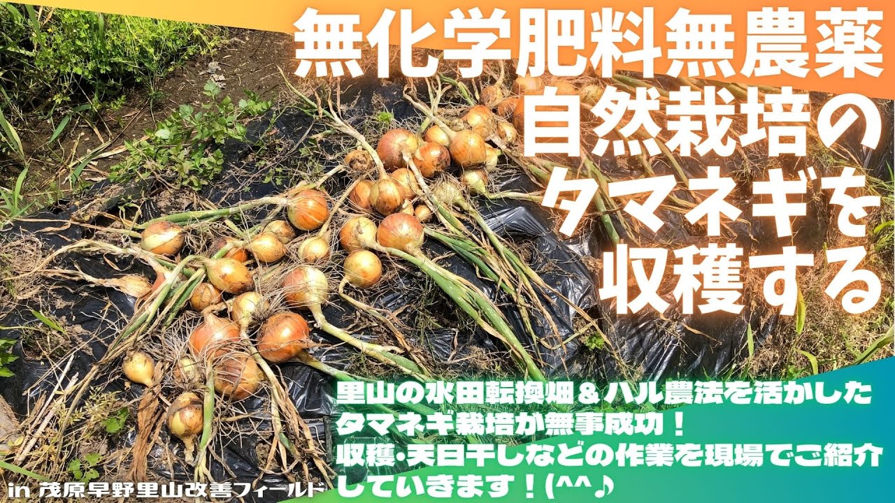 無化学肥料無農薬自然栽培のタマネギを収穫する【里山再生・土壌改善