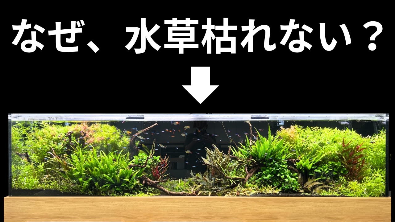 60cm水槽LOWタイプ・レイアウト②リセット - YouTube