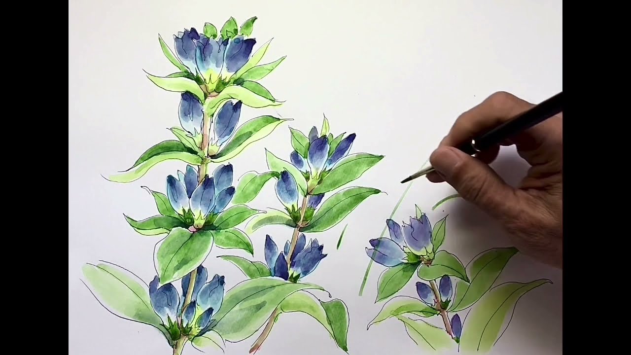 リンドウの描き方(解説) - YouTube