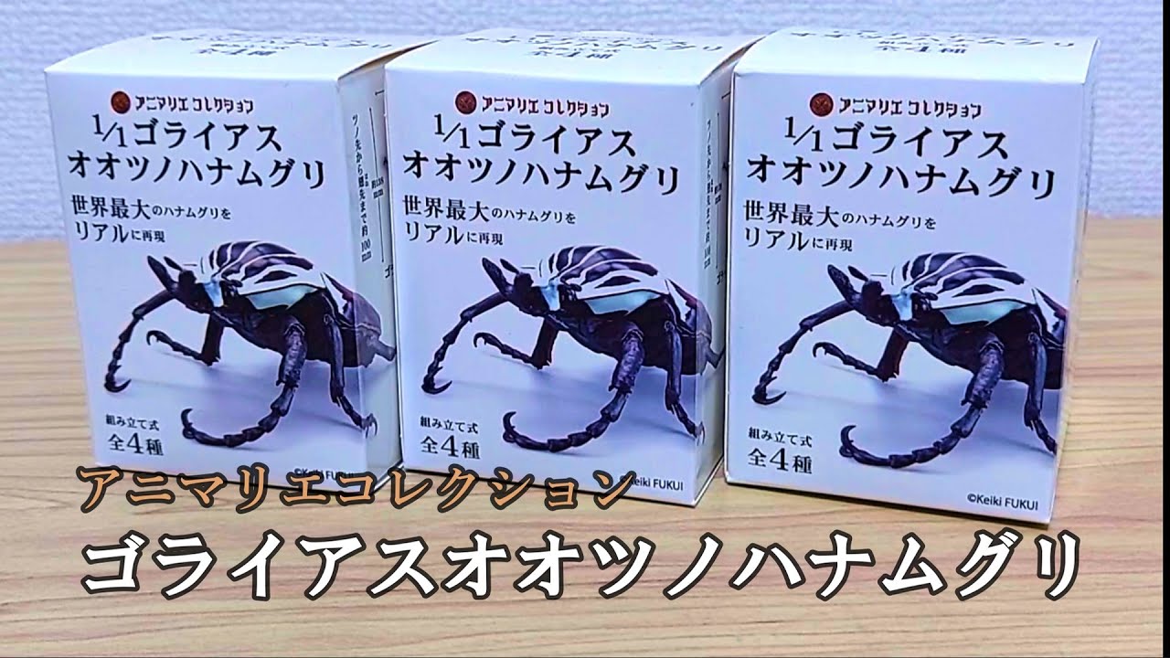 世界最大】超リアルなゴライアスオオツノハナムグリのフィギュアを